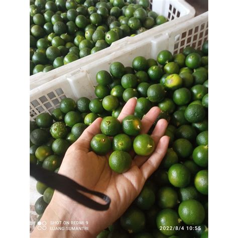 Jual Jeruk Songkit 1kg Kasturi Lemon Cui Shopee Indonesia