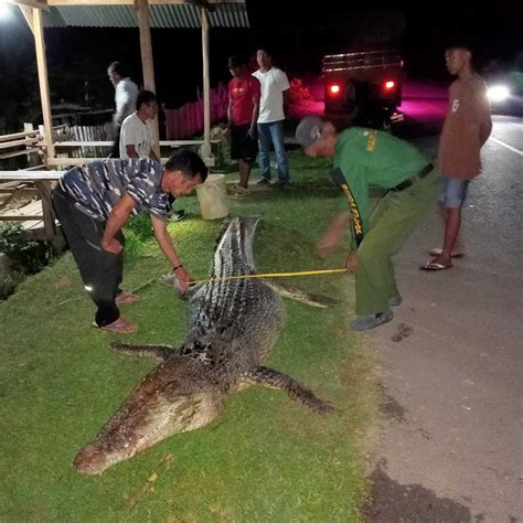 Warga Muna Tangkap Buaya Sepanjang Hampir Meter Ditemukan Lemas Usai