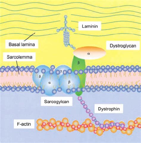 Dystrophinglycoprotein Complex The Structural Integrity Of The