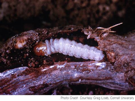 Grape Root Borer Plant Diagnostic