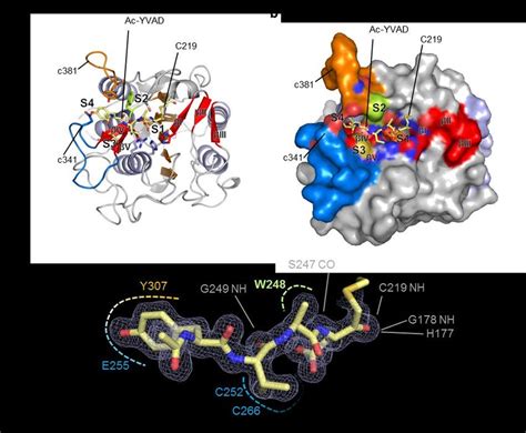 Interaction Topology Of The Peptidic Ac YVAD CMK Inhibitor With Fully