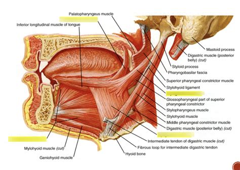 Extrinsic Tongue Muscles Diagram Quizlet