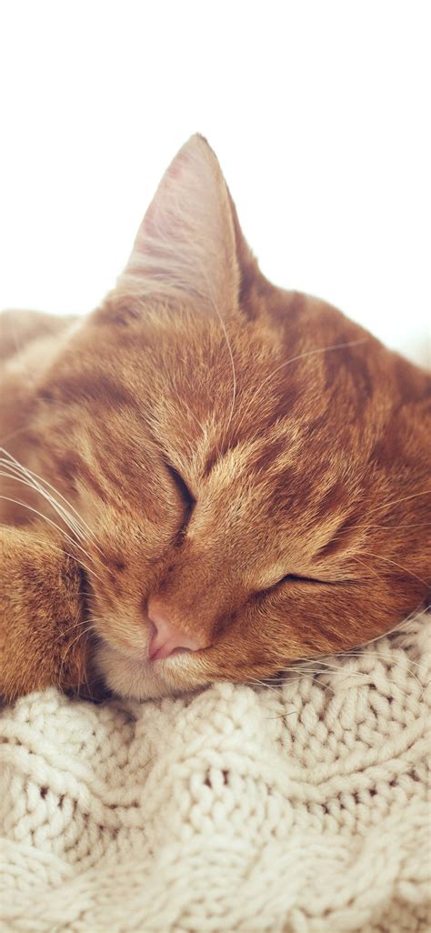 Wallpaper Cat sleeping, paw 5120x2880 UHD 5K Picture, Image