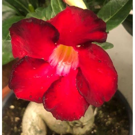 Rose Du D Sert Adenium Obesum