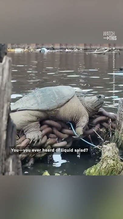 Kayakers Nickname Giant Snapping Turtle ‘chonkosaurus Youtube