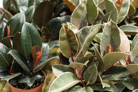 Ficus elastica: A Guide to the Rubber Plant | Ultimate Backyard