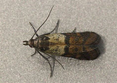 Plodia Interpunctella The Indian Meal Moth