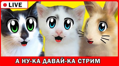 Анука давайка мерч картинки