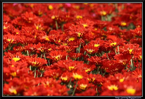 Prime Photos: Lalbagh Flower Show January 2012