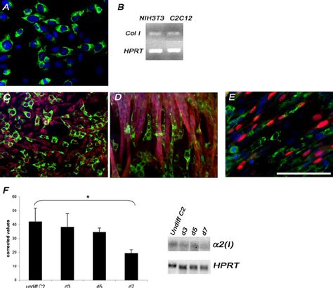 A Expression Of Collagen Type I Green In C2c12 Cell Culture In