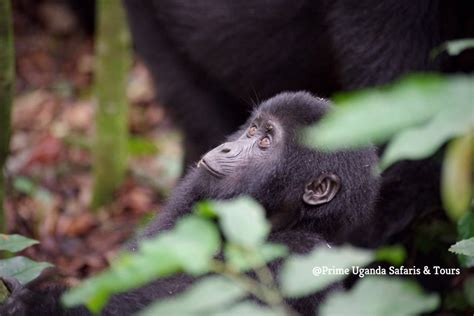 Uganda Gorilla Viewing Tourism Facts Gorilla Safari Tours