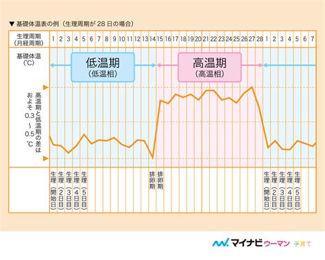 【医師監修】排卵日とは？妊娠しやすい日との関係と予測方法 Michill Bygmo（ミチル）