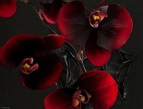 Black Orchid Wallpapers - Top Free Black Orchid Backgrounds ...