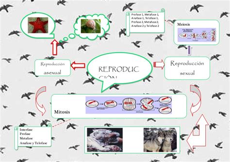 Mapa Mental De La Reproducción Sexual ¡tienes Que Saber Esto