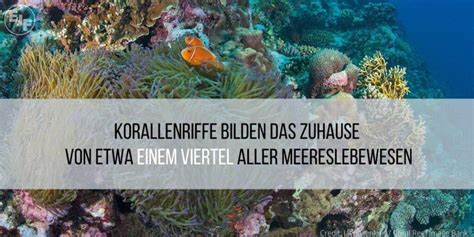 Korallenriffe In Gefahr Ejf Bericht Zeigt Auswirkungen Der Klimakrise