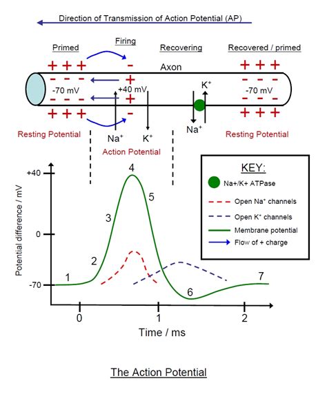 Neuron Action Potential Diagram