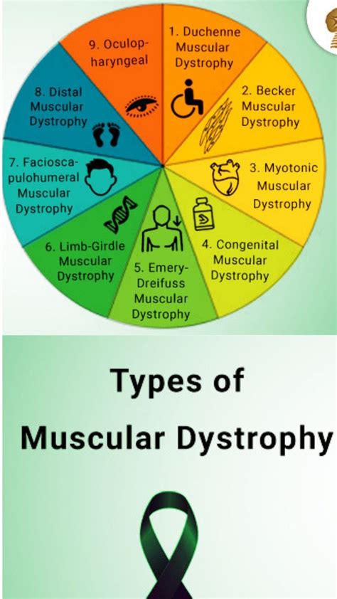 Stem Cell Therapy: A New Hope for Muscular Dystrophy | Muscular dystrophy symptoms, Muscular ...