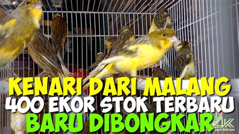 BONGKARAN KENARI MALANG TERBARU DIPASAR BURUNG PRAMUKA KIOS PAK KASMIN