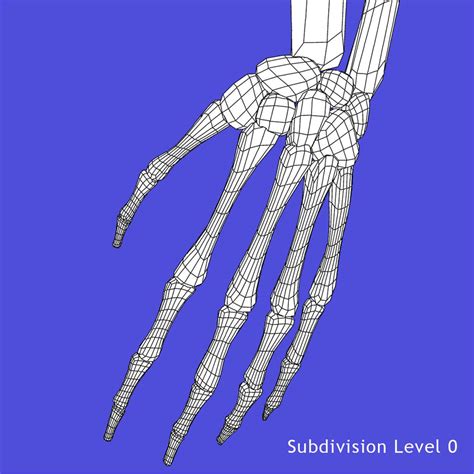 Human Arms Skeleton 3d Model By Dcbittorf