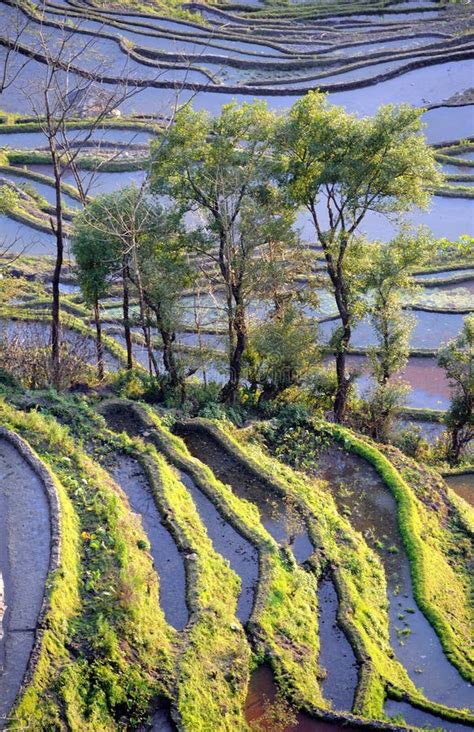 Rice terraces of yuanyang stock image. Image of landscape - 18667927