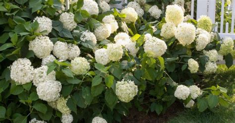 Hydrangea For 15 In Northbrook Il For Sale And Free — Nextdoor