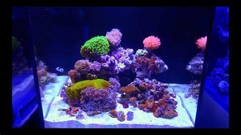 Tank Tours Ep 1 Waterbox Soft Coral Reef Aquarium Youtube