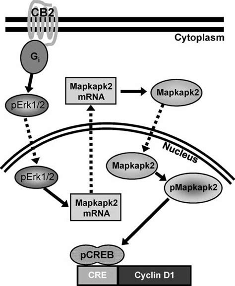 Model Of Cb Mitogenic Signaling In Osteoblasts Gi Protein Activation