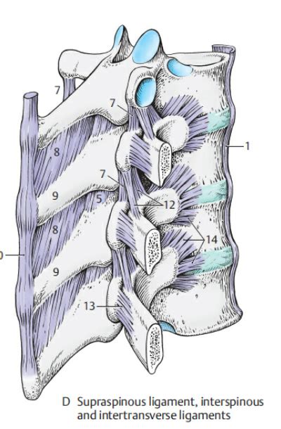 PHY 595 Ligaments Of The Vertebral Column Lateral View Diagram Quizlet