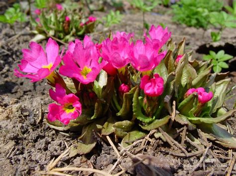 Примулы OREOPHLOMIS