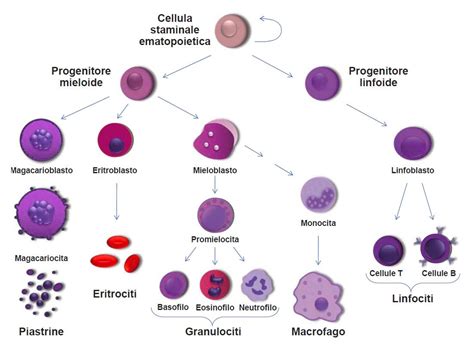 Dalle Staminali Neurali Una Cura Per La Sclerosi Multipla Fondazione