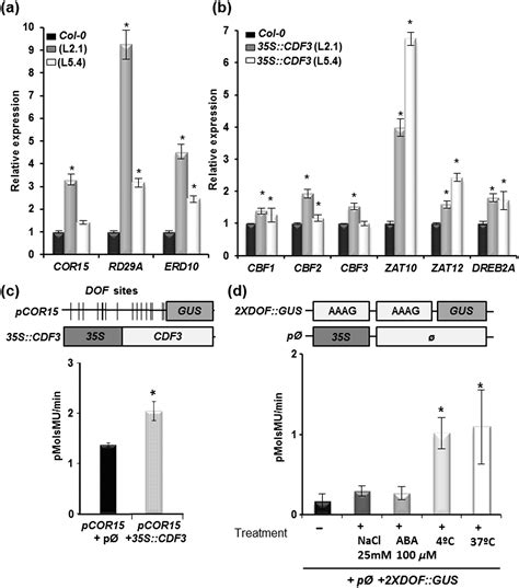 Multifaceted Role Of Cycling Dof Factor Cdf In The Regulation Of