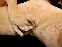 Curvy Sex Doll Gets Fucked By Male Sex Dolls In Puppetry Porn Movie xxx Videos Porno Móviles