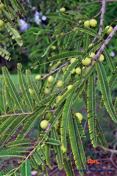 PHYLLANTHUS EMBLICA - THE BACKYARD NURSERIES