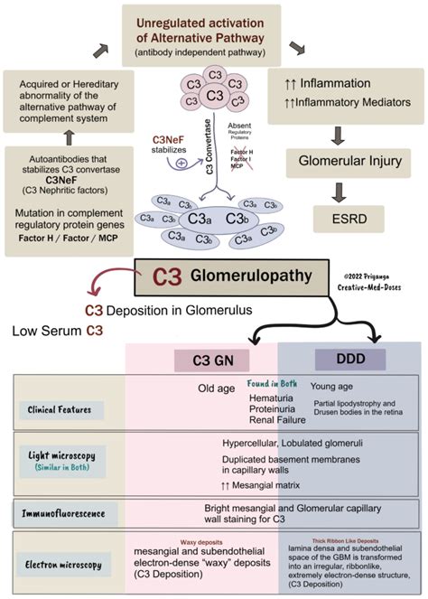 C Glomerulopathy Creative Med Doses