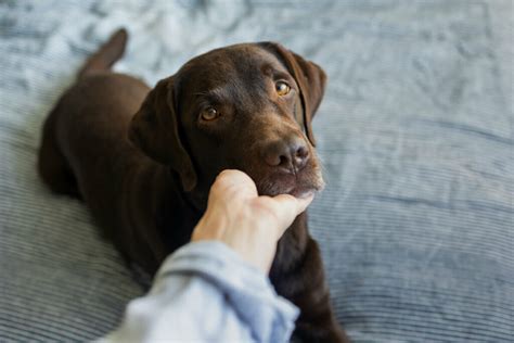 Metamizol F R Hunde Schmerzmittel Und Entz Ndungshemmer