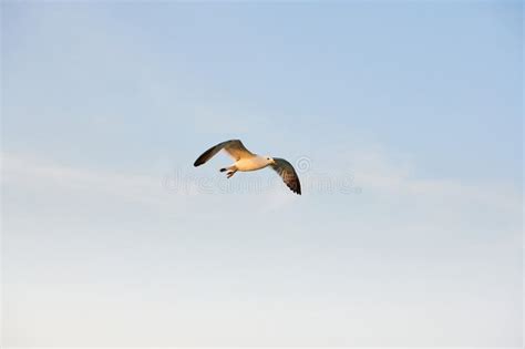 Seagulls Fly Freely In The Blue Sky Stock Image Image Of Pair