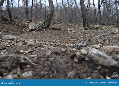 Nature Park `Blue Rocks` - Bulgaria, Sliven Stock Photo - Image of bulgaria, sini: 88250330