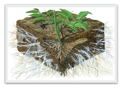 Mycorrhizal Fungi — The Ground Up