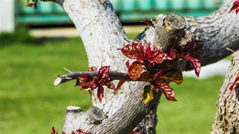 Free Images Tree Branch Bird Plant Leaf Flower Spring Produce