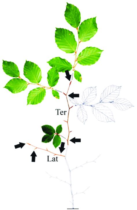 Schematic Representation Of Parental Buds Locations Within Parental