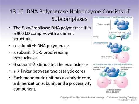 Chapter 13 Dna Replication Jocelyn E Krebs Ppt Download