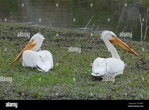 largest wingspan  north america  res stock photography  images
