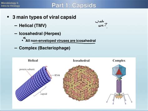 Micro 3 Virology Viral Pathogenesis And Replication Flashcards Quizlet