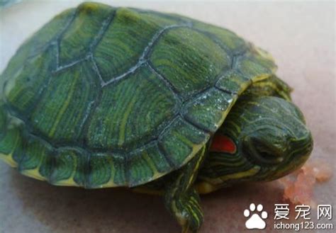 小烏龜飼養 小烏龜對飲食要求不是很高 愛寵物咨詢網