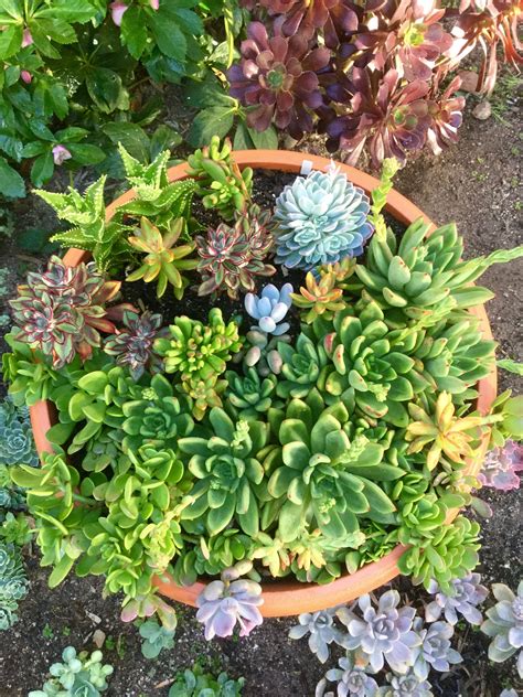 10 Succulent Arrangements In Pots Homedecorish