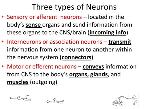 Unit 3 Neuroscience Ppt Download