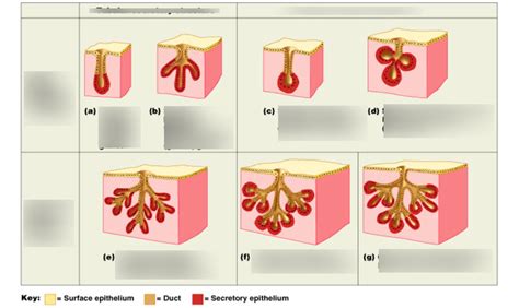 Types Of Multicellular Exocrine Glands Diagram Quizlet