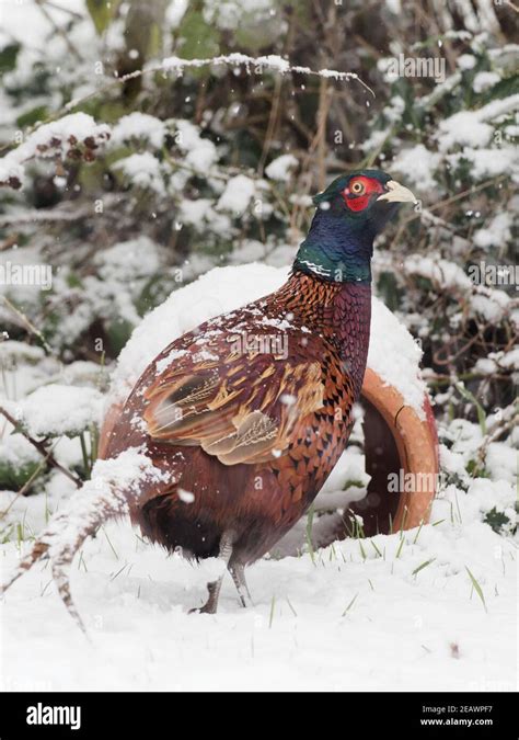 Pheasant Snow Uk Hi Res Stock Photography And Images Alamy