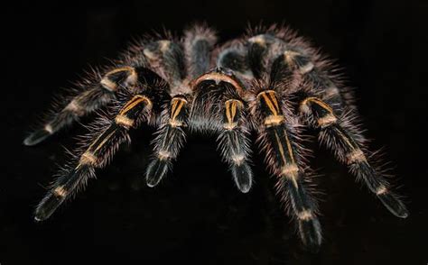 Do Pet Tarantulas Know Their Owners A Helpful Guide Reptiles