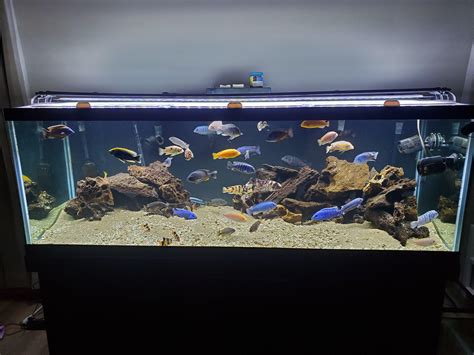 485 best African Cichlid images on Pholder | Aquariums, Cichlid and Aquarium